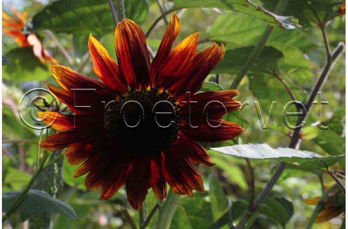 Solsikke Velvet Queen