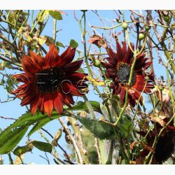 Solsikke Velvet Queen