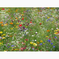 Hurtigt blomstrende miks (min. 2 gram fr)