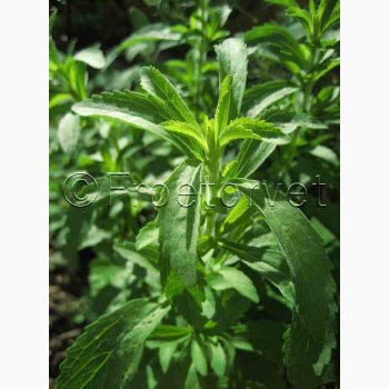 Stevia - sukkerplanten - ca. 300 sødere end - den fra frø