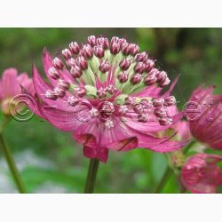 Astrantia Primadonna - Stjerneskrm (15 fr)