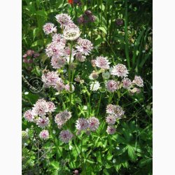 Stjernesk�rm � Astrantia major �Rose Symphony� � Fr� (15 stk.)