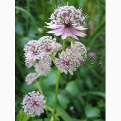 Stjernesk�rm � Astrantia major �Rose Symphony� � Fr� (15 stk.)