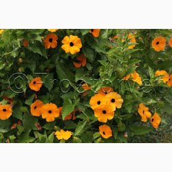 Thunbergia alata - Susanne med det sorte je (ca. 40 fr)