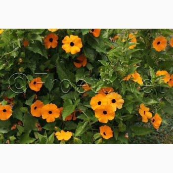 Thunbergia alata - Susanne med det sorte je (ca. 40 fr)