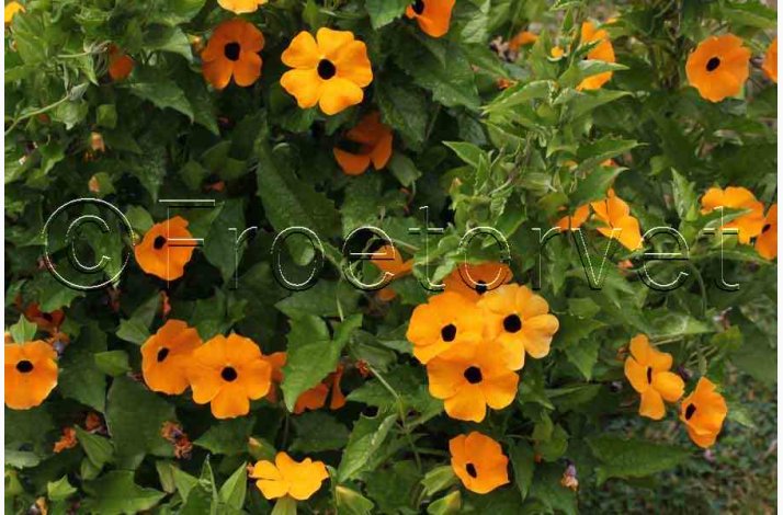 Thunbergia alata - Susanne med det sorte je (ca. 40 fr)