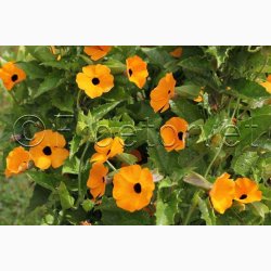 Thunbergia alata - Susanne med det sorte je (ca. 40 fr)