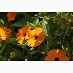 Thunbergia alata - Susanne med det sorte je (ca. 40 fr)