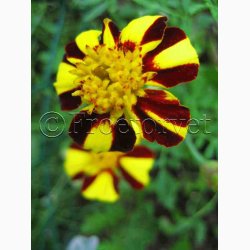 Tagetes mr.majestic - Fljlsblomst (ca. 30 fr)