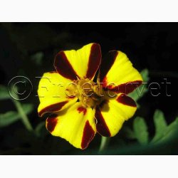 Tagetes mr.majestic - Fljlsblomst (ca. 30 fr)