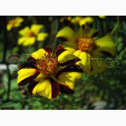 Tagetes mr.majestic - Fljlsblomst (ca. 30 fr)