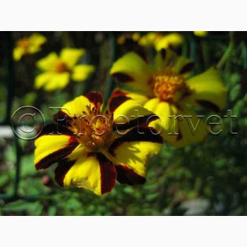 Tagetes mr.majestic - Fljlsblomst (ca. 30 fr)
