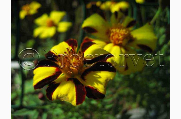Tagetes mr.majestic - Fljlsblomst (ca. 30 fr)