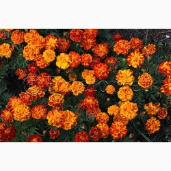 Tagetes, blanding, Sparky (min. 70 fr)