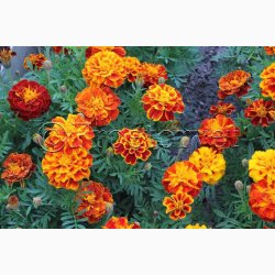 Tagetes, blanding, Sparky (min. 70 fr)