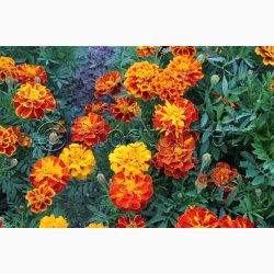 Tagetes, blanding, Sparky (min. 70 fr)