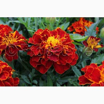 Fljlsblomst fr Carmen, tagetes