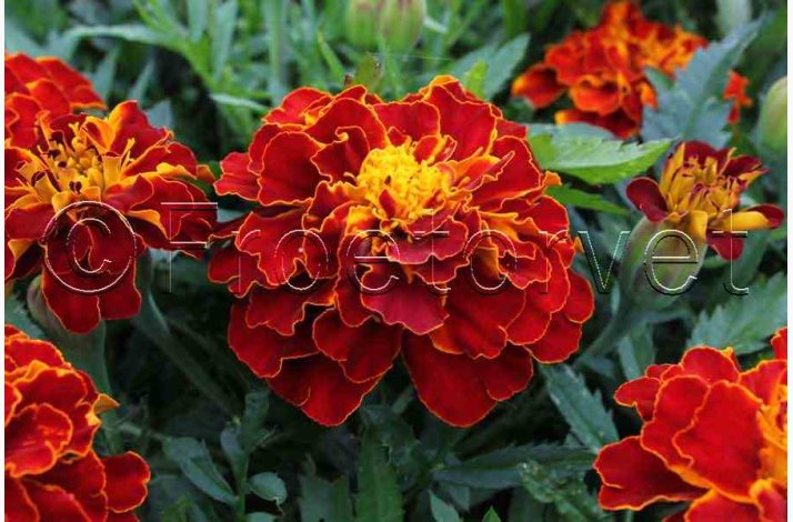 Tagetes Carmen - Fljlsblomst (min. 70 fr)