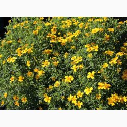 Tagetes SPERLI's Sol - Blomster og blade citronagtig smag