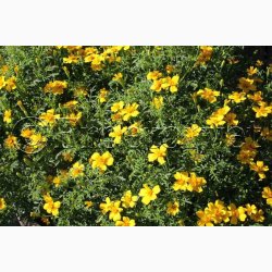 Tagetes SPERLI's Sol - Blomster og blade citronagtig smag