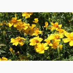 Tagetes SPERLI's Sol - Blomster og blade citronagtig smag