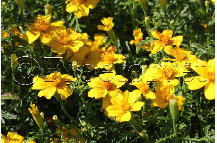 Tagetes SPERLI's Sol - Blomster og blade citronagtig smag