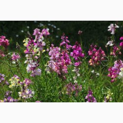 Torskemund, blanding, Leinkraut