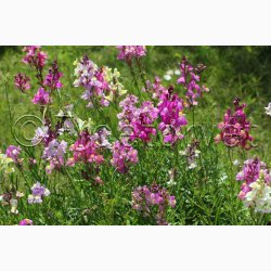 Torskemund, blanding, Leinkraut