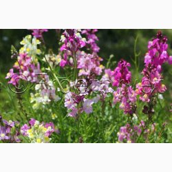 Torskemund, blanding, Leinkraut