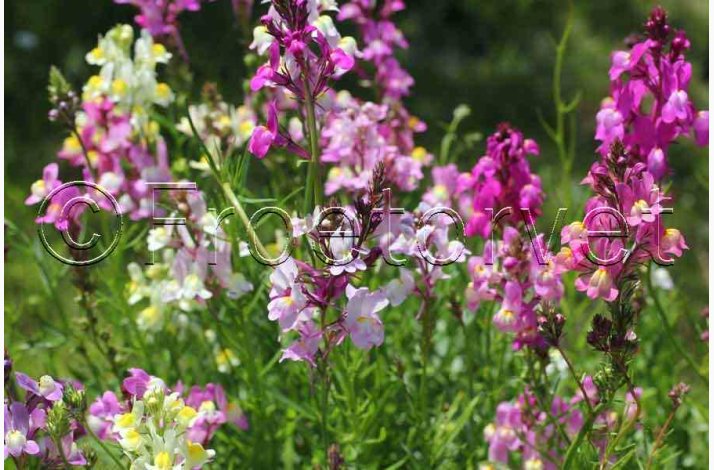 Torskemund, blanding, Leinkraut