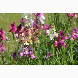 Torskemund, blanding, Leinkraut