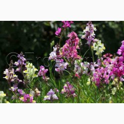 Torskemund, blanding, Leinkraut