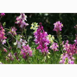 Torskemund, blanding, Leinkraut