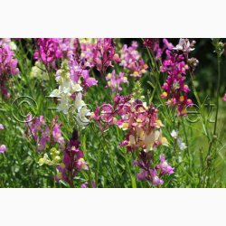 Torskemund, blanding, Leinkraut