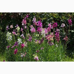 Torskemund, blanding, Leinkraut