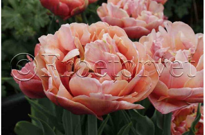 Tulipan Copper Image dobbelt sen (7 lg) -Tulipanlg