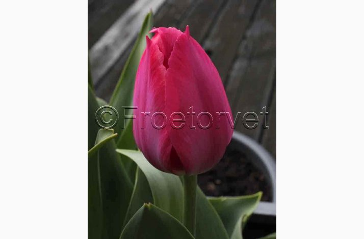 Tulipan Lady Van Eijk Darwin hybrid Tulipan (10 lg)
