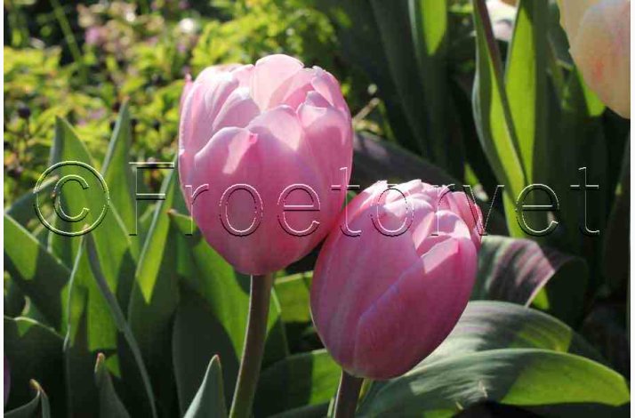 Tulipan Mystic Van Eijk (10 lg), Darwin Hybrid - Tulipanlg