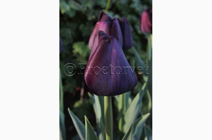 Tulipan poul scherer (10 lg) Triumph tulipan