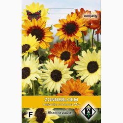 Helianthus debilis Soluna Mix - Solsikke (ca. 60 fr)