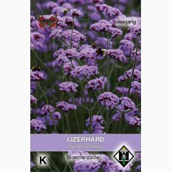 Blomsterfr Verbena bonariensis Vanity - Kmpejernurt (ca. 75 fr)