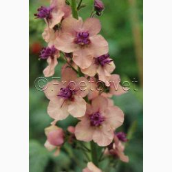 Blomsterfr Verbascum Southern Charm - Kongelys (10 Frpiller i plastikrr)