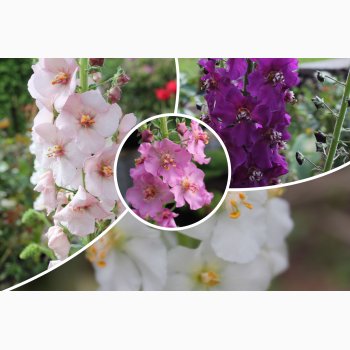 Kongelys � Verbascum phoeniceum miks � Fr� (min. 200 stk.)