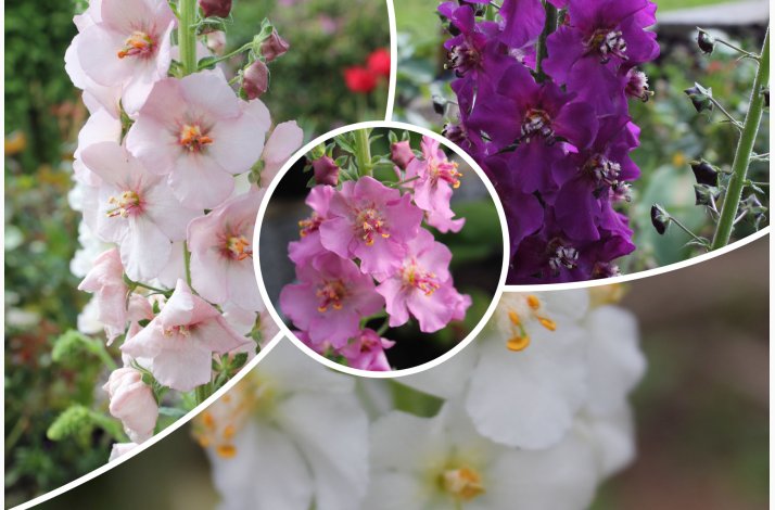 Kongelys � Verbascum phoeniceum miks � Fr� (min. 200 stk.)