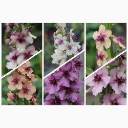 Blomsterfr Verbascum Southern Charm - Kongelys (10 Frpiller i plastikrr)