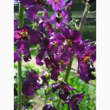 Blomsterfr Verbascum Phoeniceum Violetta-Purpur Kongelys (min 200 fr)