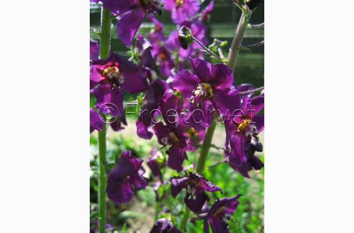 Blomsterfr Verbascum Phoeniceum Violetta-Purpur Kongelys (50 fr)
