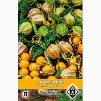Physalis Peruviana - Ananaskirsebr (ca.100 fr)