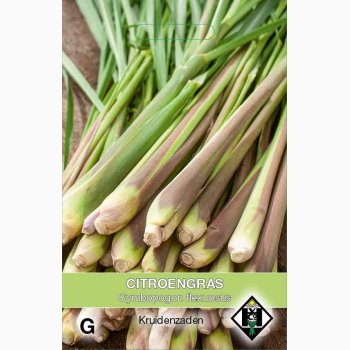 Cymbopogon flexuosus  - Citrongrs (ca. 150 fr)