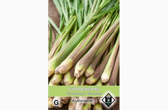 Cymbopogon flexuosus  - Citrongrs (ca. 150 fr)